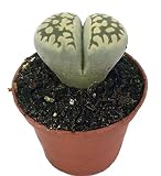 Living Stone Plant - Lithops - 2" Pot - Strange Plant - Collector's Series