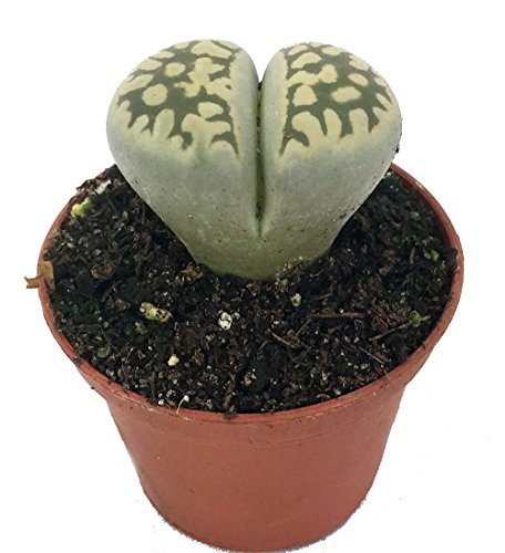 Living Stone Plant - Lithops - 2" Pot - Strange Plant - Collector's Series #TOP4