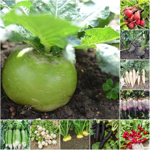 semillas de rábano orgánico semillas exóticas nabo bonsái 250pcs