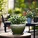 Ceramicfor 6 Inch Plant Pot - Ceramic Planter Pot with Drainage Hole and Saucer, Glaze Succulent Pot Modern Round Flower Pot for Indoor Plants, Dark Green