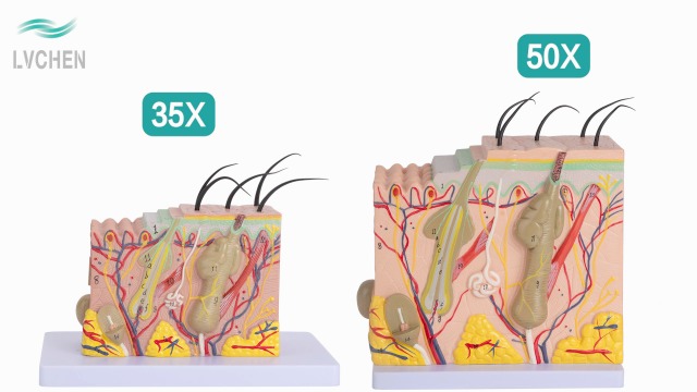 Image of Skin Anatomical Model - Skin Layers Anatomy Model 35X Enlarged Anatomical Skin Model for Science Study or Patient Education