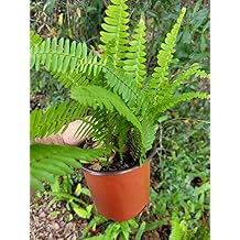 Boston Ferns in 6 Inch Pot