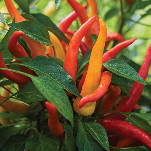 Burpee Sweet Savour Hybrid Sweet Pepper Seeds 25 seeds