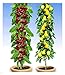 Produktbild BALDUR Garten Säulenobst-Duo "Birne & Kirsche", 2 Pflanzen Birnenbaum Kirschbaum, winterhart, platzsparende Säulen für kleine Gärten, Balkone & Terrassen, blühend, Prunus avium, Pyrus communis