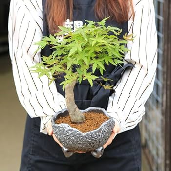 中品盆栽 盆栽 鉢ごと発送 もみじ実生 一鉢 BONSAI 送料無料 Amazon.co.jp: 遊恵盆栽 盆栽：特選出猩々もみじ(信楽焼鉢)*太幹