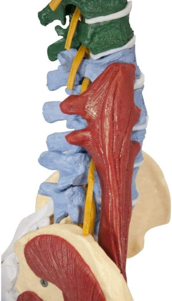Life Size Vertebral Column Model 85CM Anatomy Muscle Spine with Stand, with Spinal Nerves, Skull Base, and Pelvis for Teaching Tools