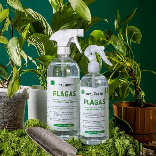 La mejor comparación de Plantas que Puedes Comprar On-line. 20 Imagen adicional
