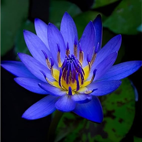 Water Lily Bulb Beautiful and Hardy Aquatic Plant Bulb for Your Pond