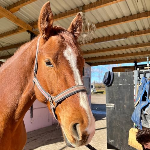 #420 Loslassen lernen: Das Geheimnis der Sitzlonge