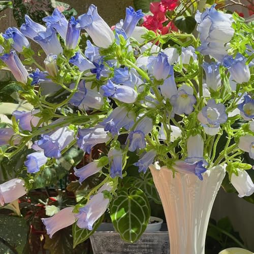 Semillas de campanilla, Las perennes son perennes resistentes. Campánula mediana, semillas de variedades antiguas 200pcs