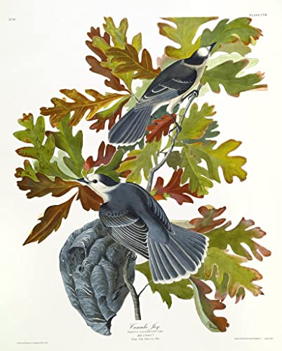 Pintura sobre lienzo de Canadá Jay por John Audubon, impresión abstracta de 60x90cm