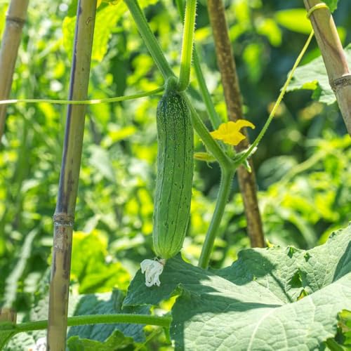 semillas de pepino resistentes al invierno, 200pcs