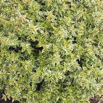 Radiance Abelia Shrub – Variegated Evergreen Shrub with Fragrant White Flowers – Compact, Low Maintenance Landscape Plant – Live Plant (2 Gallon Plant)