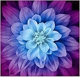 Hoffman Fabrics 0560465 Hoffman Digital Dream Big Flower 43inPanel Aurora