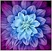 Hoffman Fabrics 0560465 Hoffman Digital Dream Big Flower 43inPanel Aurora