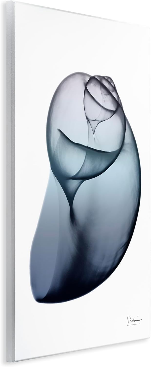 Stupell Industries Contemporary Snail Shell Wall Plaque Art by Albert Koetsier