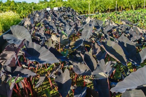 Garden Potted Premium Taro Black Magic Elephant Ear, 5/7 inches (1/3/6 Options) (6)