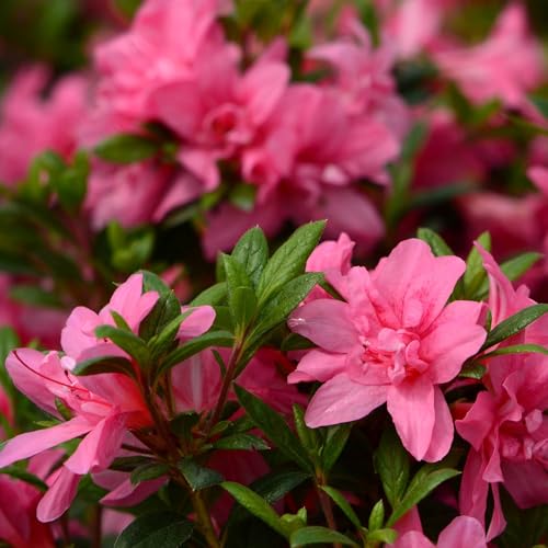 Vivai le Georgiche - Pianta vera di Azalea Encore Empress - - - diametro vaso Ø 18 cm