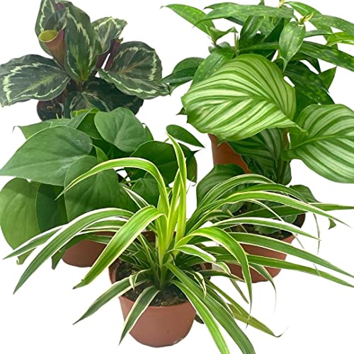 BubbleBlooms Premium Indoor Foliage Assortment, 5 Different Leafy House Plants