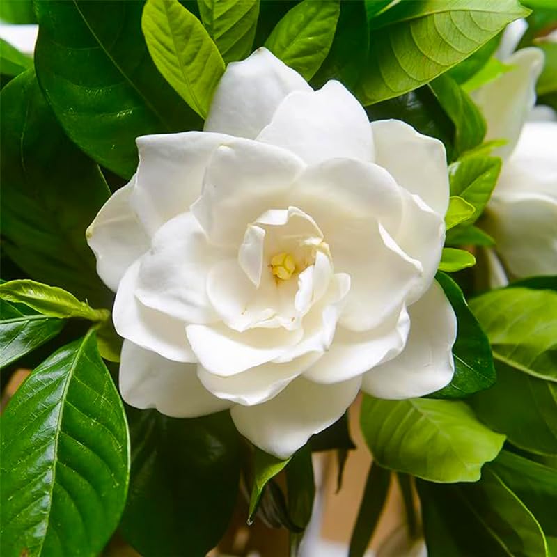 220+ Gardenia Seeds for Home Garden Planting, White Fragrant Flowers and Glossy Green Leaves, Attracts Butterflies and Bees