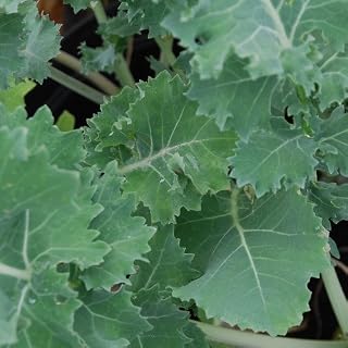 Plant World Seeds - Kale Siberian Improved Seeds (Vegetable Seeds)