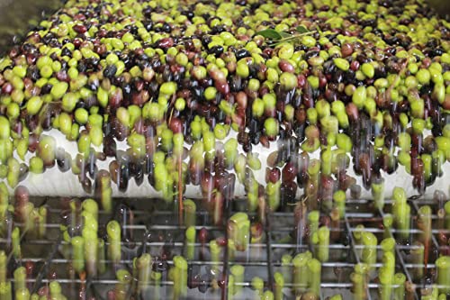 Chrisanthi | Extra natives Premium Olivenöl aus Kreta | Erste Güteklasse | Kaltextrahiert | 5 Liter Kanister