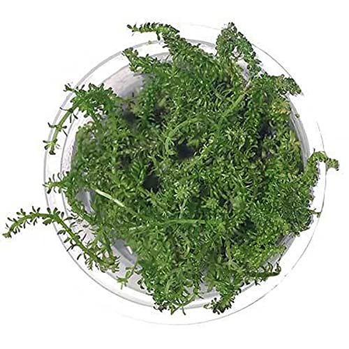 SubstrateSource Live Plant - Rotala Macrandra Bangladesh
