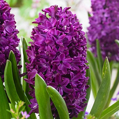 Pianta vera di Giacinto Orientalis Woodstock - Bulbi