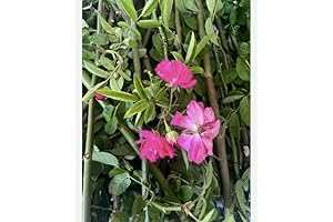 Peggy Martin Climbing Rose Cuttings - Cultivate Vibrant Pink Blooms with Ease