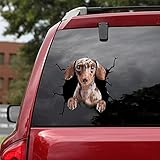 Photo Gallery ocean gift adesivi per auto con bassotto, per cani, confezione da 2 – realistici bassotto adesivi per auto, finestre, pareti, serie 67, dimensioni 20,3 x 20,3 cm Photo Gallery ocean gift adesivi per auto con bassotto, per cani, confezione da 2 – realistici bassotto adesivi per auto, finestre, pareti, serie 67, dimensioni 20,3 x 20,3 cm