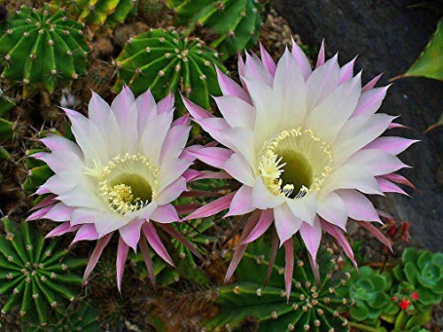 Echinopsis Oxygona, Easter Lily Cactus Seeds (25 Seeds) #TOP8