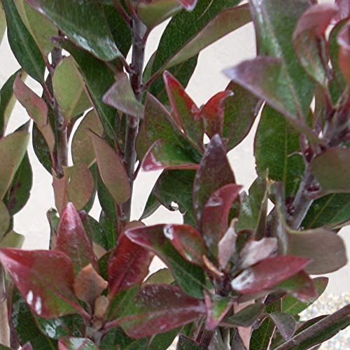 ご確認用　・　シャリンバイ 楽天市場】【ドライ】大地農園/シャリンバイ 約50g（約5〜8本） N