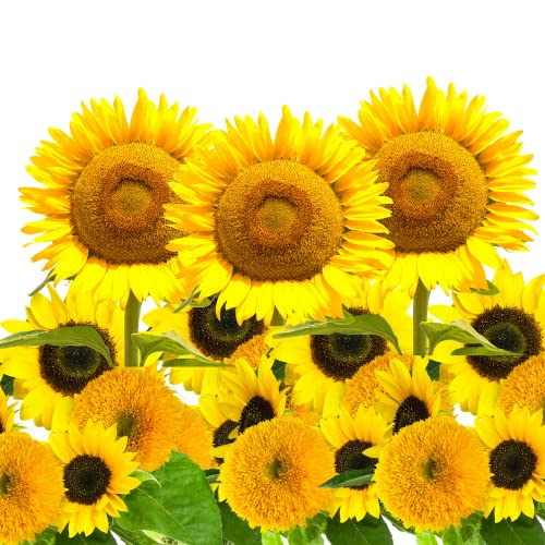 Sunflower Grow Kit - To Plant And Grow Giant Mammoth And Dwarf Sunflower Garden #TOP23