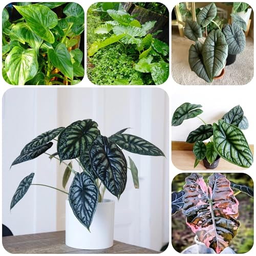 Semillas de planta oreja de elefante alocasia También para lugares más oscuros, sala de estar de bonsái fácil cultivo, sombra resistentes invernadero maceta plantas 400pcs