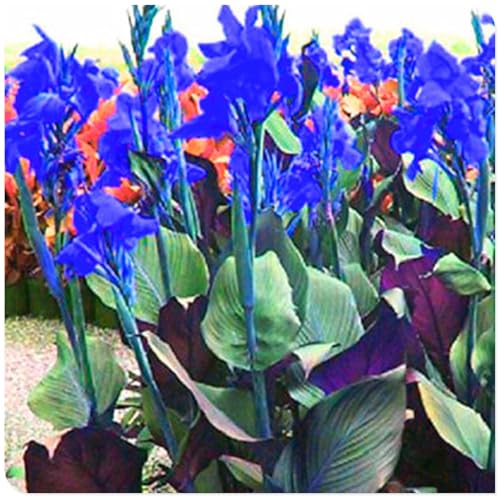 Mehrjährige ist winterhart,Anmut,Große Blüten,Lange Blütezeit,Canna Einfach zu Pflegen,Schnelles Wachstum-mit Auffälligen Blüten-4Canna Wurzel-J