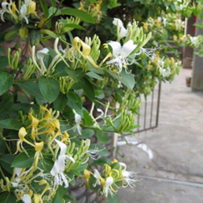Creative Farmer White Honeysuckle - Vibrant Creeper Plant For A Stunning Visual Impact Honey Suckle (B0C7V8TXCB) Amazon Price History, Amazon Price Tracker