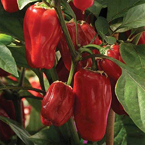 Sweet Heat Hybrid Sweet Pepper Seeds image