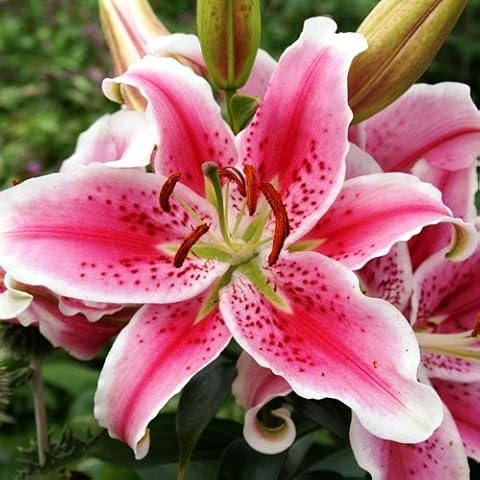 Lily Stargazer Bulbs - Fragrant Hybrid Variety Cover