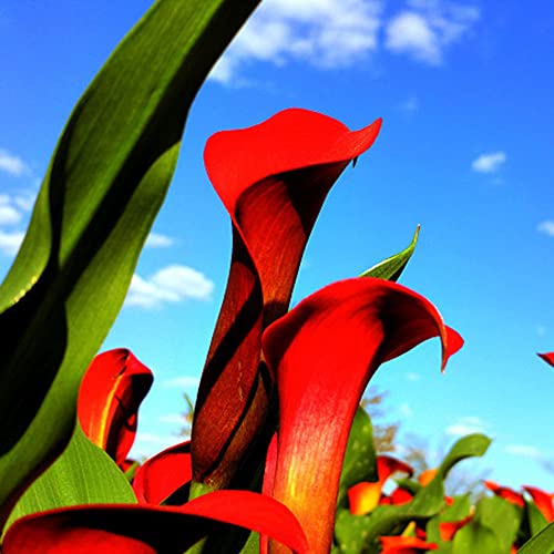 Bulbos de lirio de cala - Zantedeschia aethiopica - jardín rocas resistentes balcón 4pcs