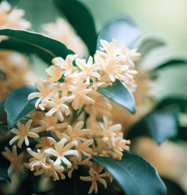 Amazon.com : Osmanthus fragrans (Sweet Olive) Shrub Seeds, Highly Fragrant  Creamy White or Yellow Color Tubular Flowers Bloom in Clusters, Seeds by  MySeeds.Co, You Choose The Amount (0.25 oz) : Patio, Lawn