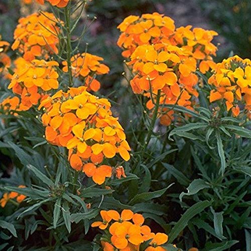 Amazon.com : Siberian Wallflower - A Beautiful & highly fragrant