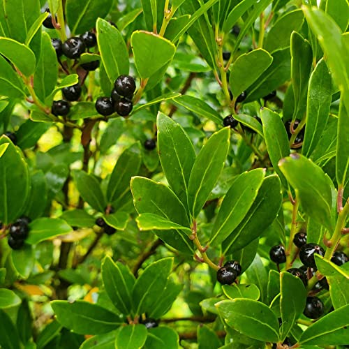 Inkberry Holly Seeds Ilex Glabra Evergreen Shrub Ornamental Plant Small Black Berries Garden Borders Outdoor 10Pcs Shrub Seeds By Yegaol Garden #TOP4