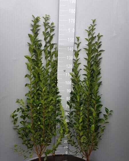 15st. Liguster ovalifolium 150-175cm im 7,5L Topf Ligustrum Ovalifolium Heckenpflanzen Gartenpflanze