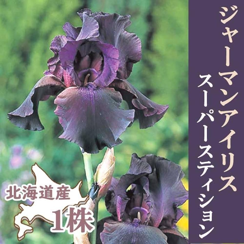 Amazon.co.jp: ジャーマンアイリス 球根 【 スーパースティション 】1