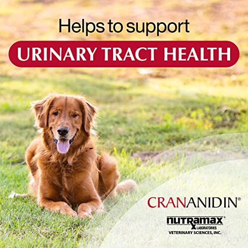 Nutramax Crananidin Cranberry Extract Urinary Tract Health Supplement For Dogs, 75 Chewable Tablets #TOP7