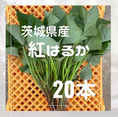 苗 紅はるか」の人気商品一覧・価格比較 - 価格.com