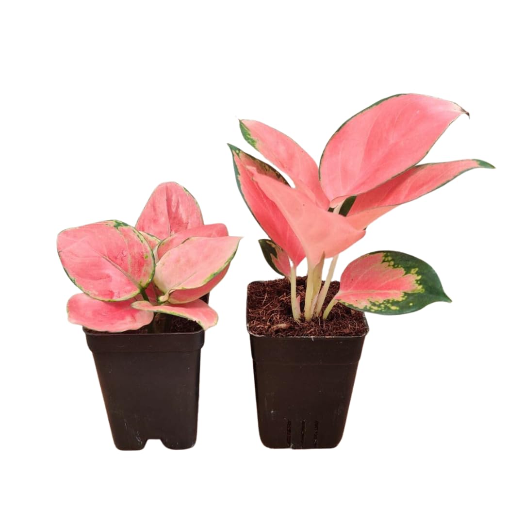 See full amazon price history chart for CAPPL Good Luck Combo of Rare Imported Red Aglaonema Live Indoor Plants (7.5 cm Pot Included) - Air Purifier Plant for Home, Living Room, Kitchen, Office, Table, Garden, Décor CAPPL Good Luck Combo of Rare Imported Red Aglaonema Live Indoor Plants (7.5 cm Pot Included) - Air Purifier Plant for Home, Living Room, Kitchen, Office, Table, Garden, Décor (B0BCWQX5WP) Amazon Price History, Amazon Price Tracker