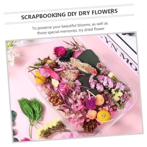 6 cajas flores secas naturales para decoración y manualidades miniatura 2