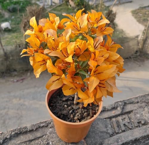 Image of Rare Bougainvillea Live Flower Plant || Healthy Live Plant with Grow Bag & Secure Packing || Beautiful Flower Garden Decoration (yellow)