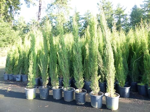 gruenwaren jakubik 3x Totem 190-220 cm Toskana Zypresse Mittelmeerzypresse Säule winterhart